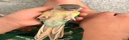 Conures birds for sale: Ready Now: Hand-Reared Baby Conures - Advert 10