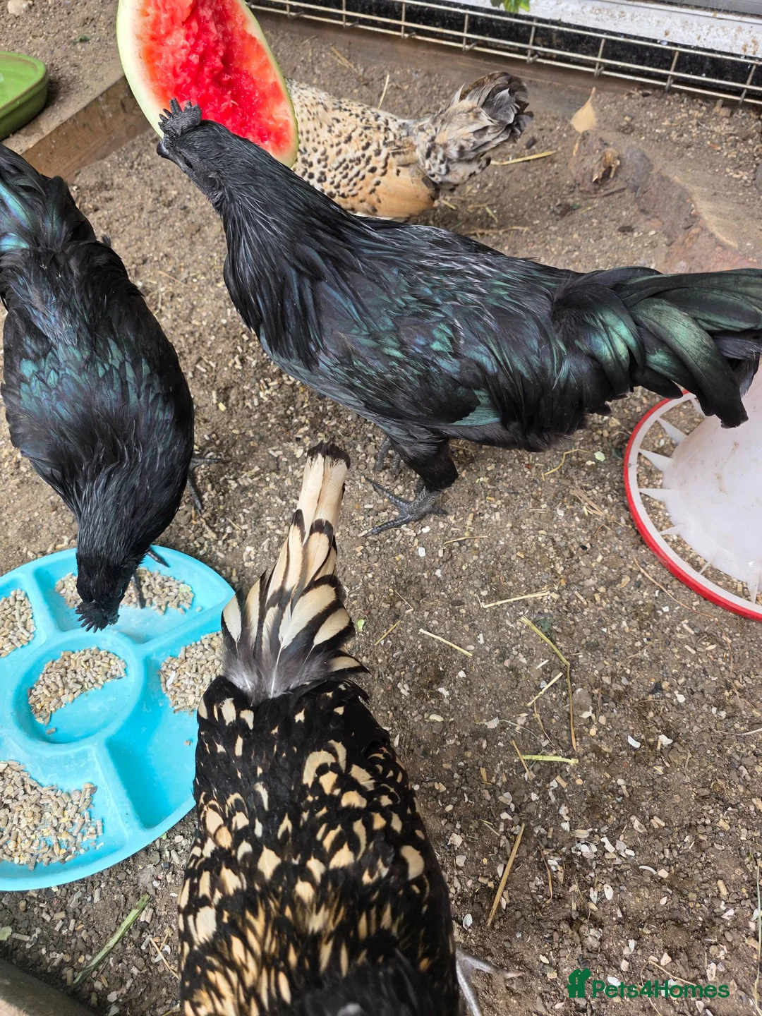 Chickens poultry for sale: Ayam Cenami for sale - Advert 1