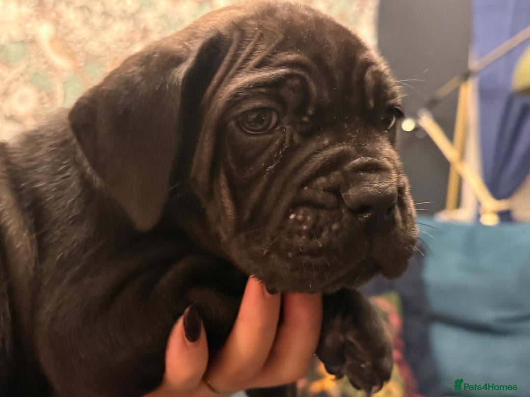 Cane Corso dogs for sale: Exceptional Quality Full Pedigree  - Advert 37