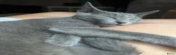 Russian Blue cats for sale: Retired queen, Russian blue cat for sale - Advert 9