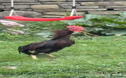 Chickens poultry for sale: Bengum Aseel rooster pakistani begum - Image 6