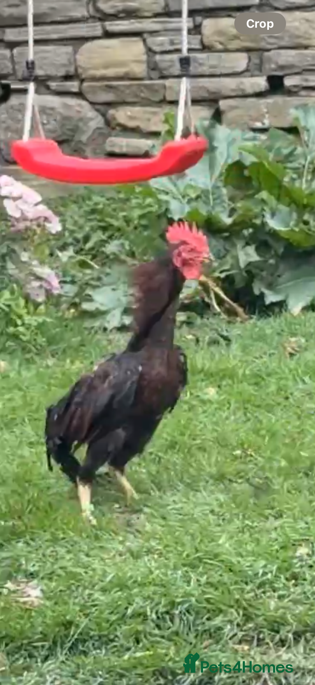 Chickens poultry for sale: Bengum Aseel rooster pakistani begum - Image 6