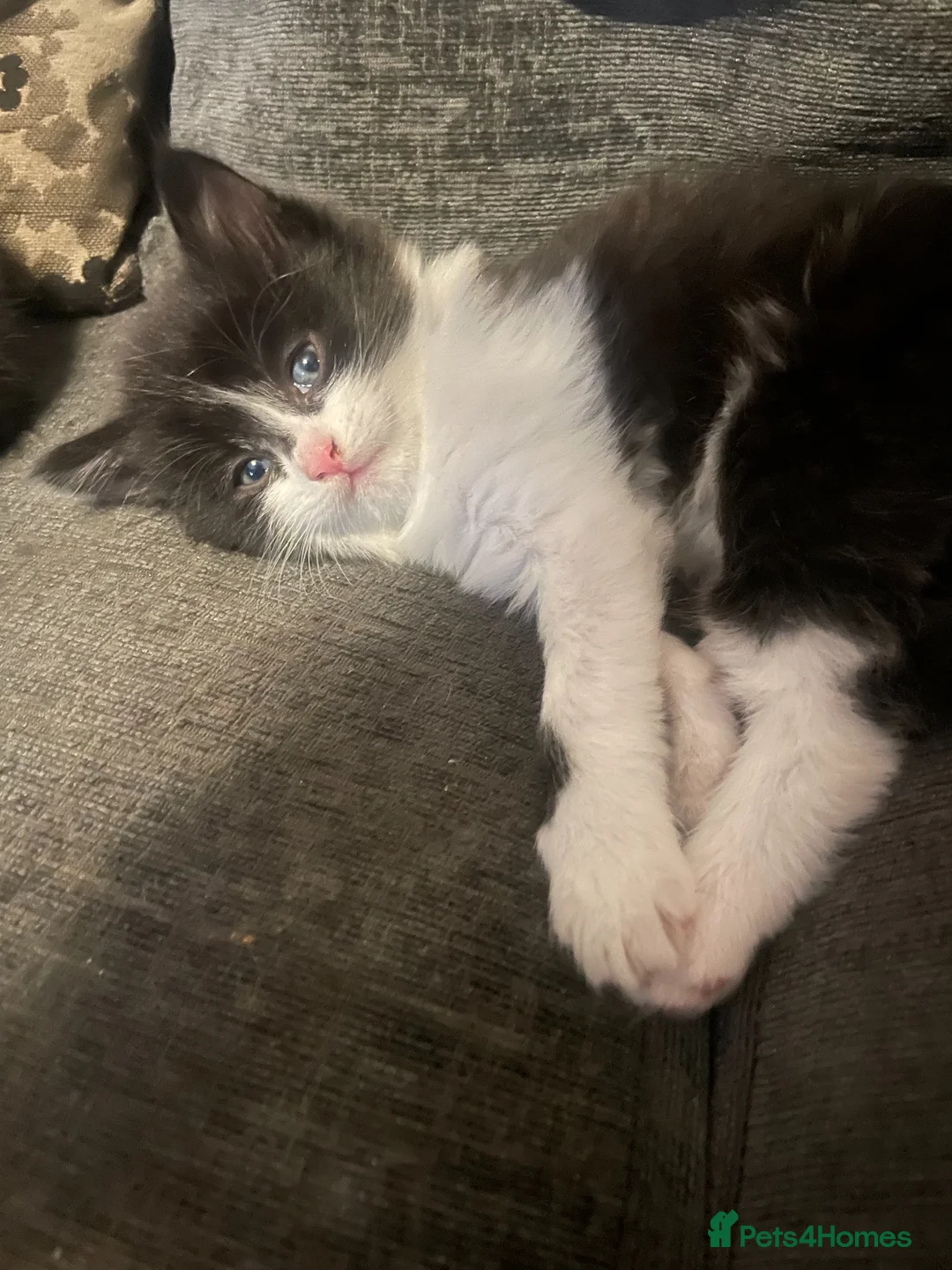 Mixed Breed cats for sale: Kittens looking for forever homes - Advert 1