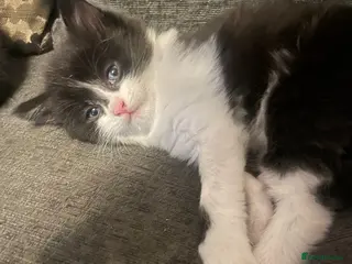 Mixed Breed cats Kittens looking for forever homes - Advert 1