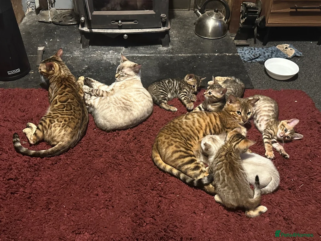 Bengal cats for sale: Bengal kittens  in Arbroath - Advert 2