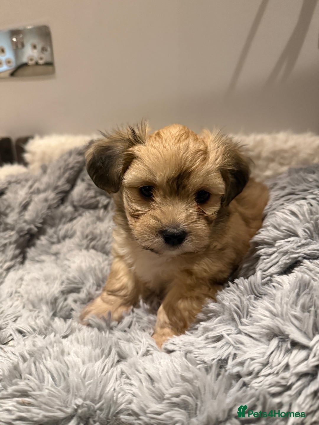 Mixed Breed dogs for sale: Unique mix - Maltese x JackChi Puppies - Advert 27