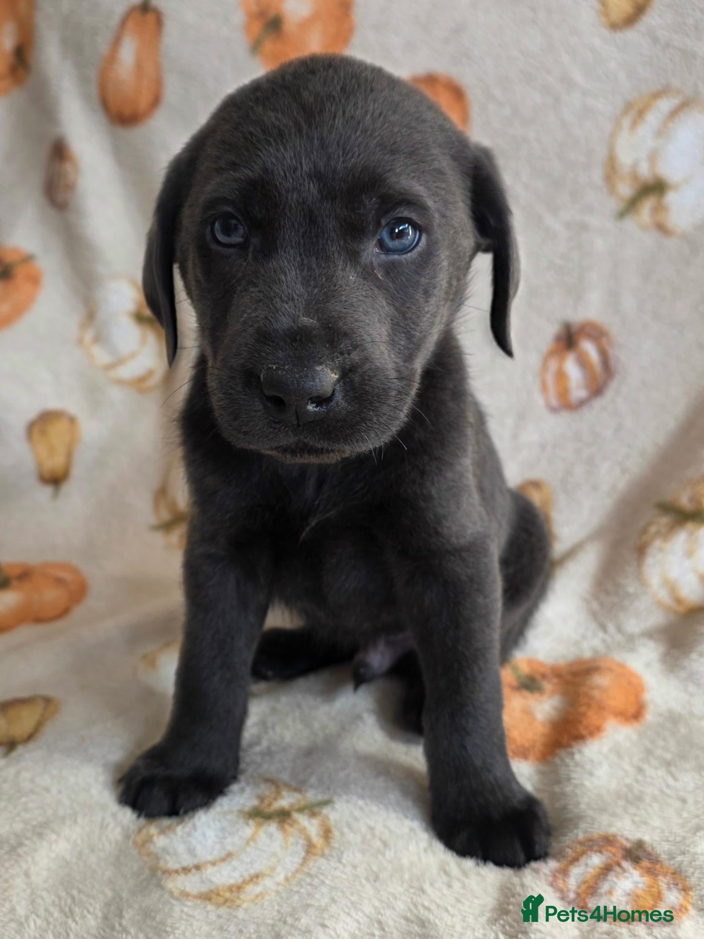 Labrador Retriever dogs for sale: Beautiful Lab Puppies Charcoal & Silver  - Advert 1