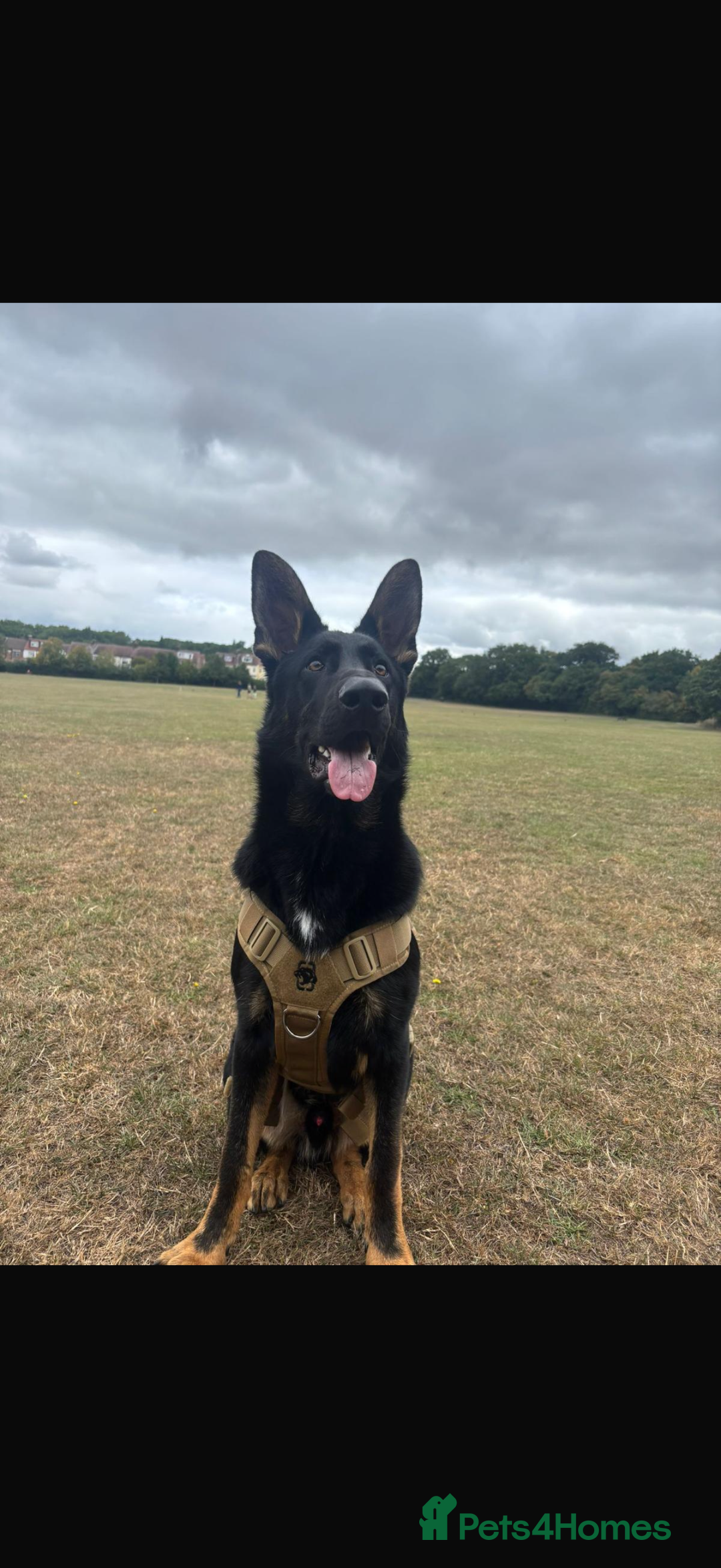 German Shepherd dogs for sale: Rocco is looking for a new home  - Advert 2