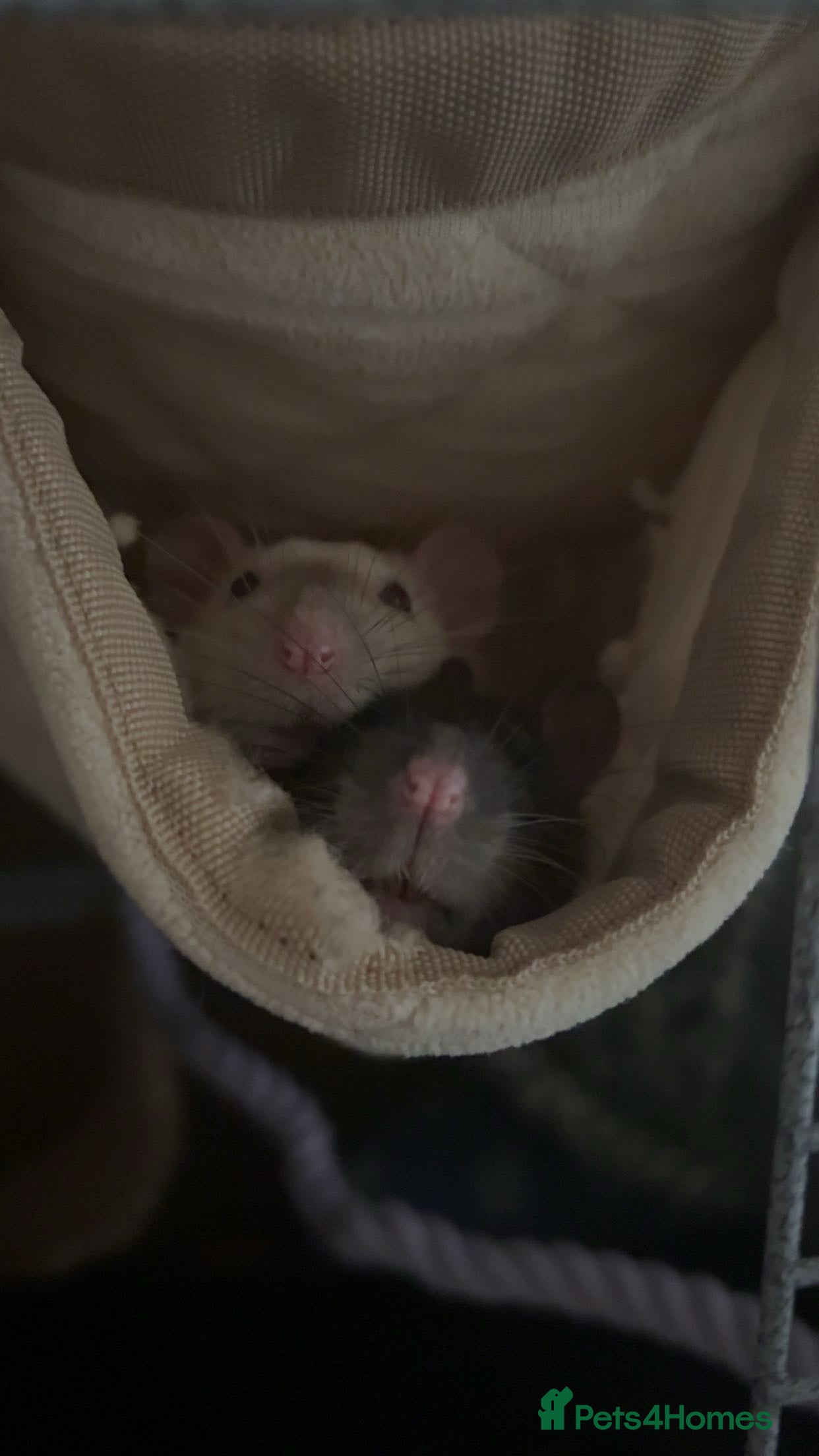 Rat rodents 2 female rats for sale with cage in Newton Abbot - Advert 1