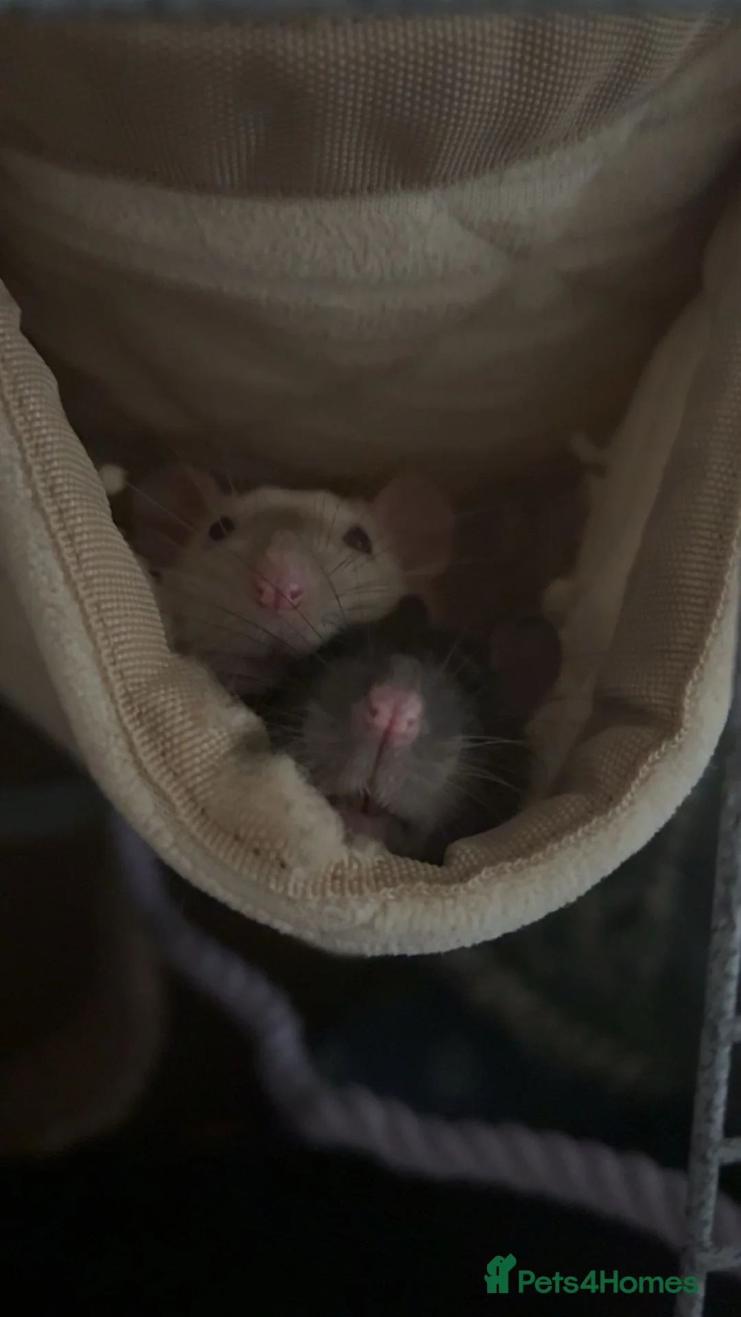 Rat rodents for sale: 2 female rats for sale with cage in Newton Abbot - Advert 1