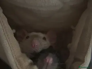 Rat rodents 2 female rats for sale with cage in Newton Abbot - Advert 3