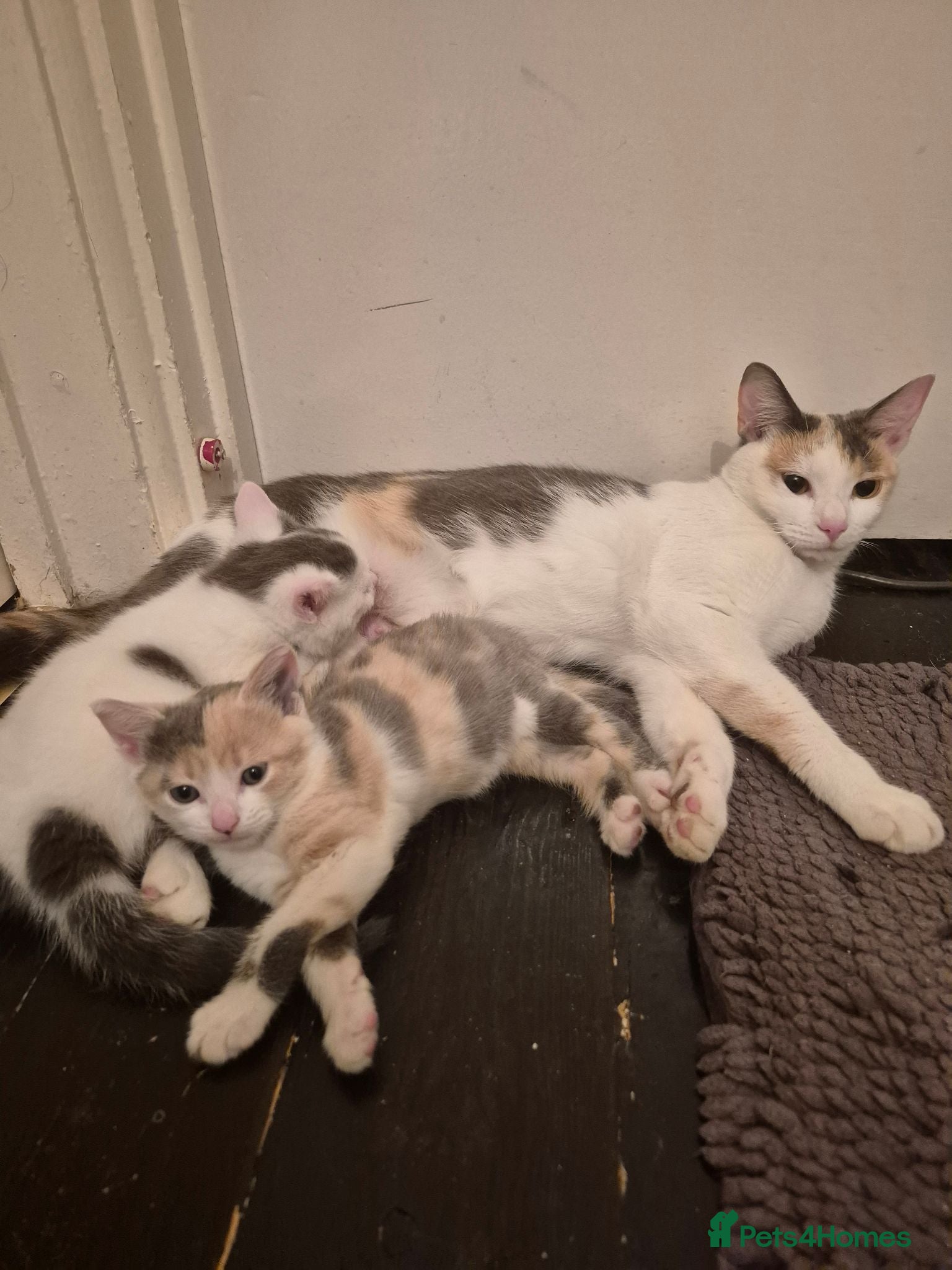 Mixed Breed cats Female kitten  - Advert 1