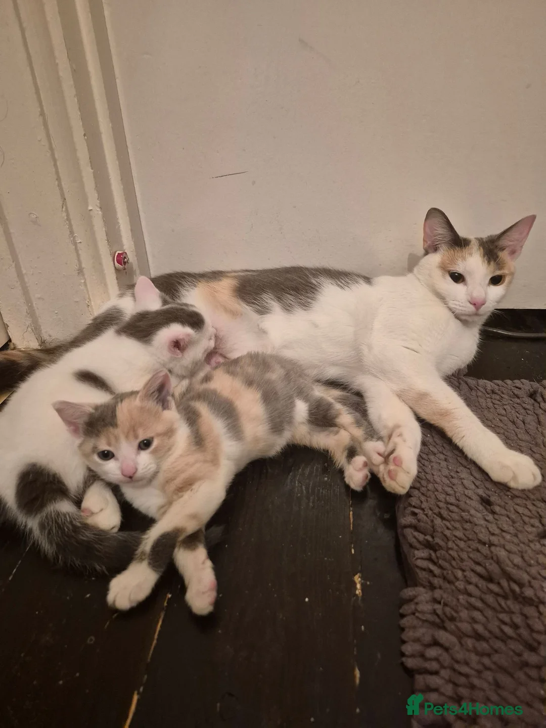 Mixed Breed cats for sale: Female kitten  in Ibstock - Advert 1