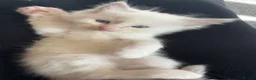 Ragdoll cats for sale: Ragdoll kittens in Perth - Advert 2