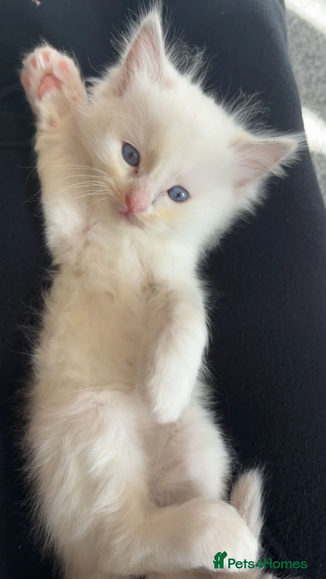 Ragdoll cats for sale: Ragdoll kittens in Perth - Advert 2