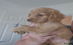 Cockapoo dogs for sale: Cockapoo puppoes - Image 4