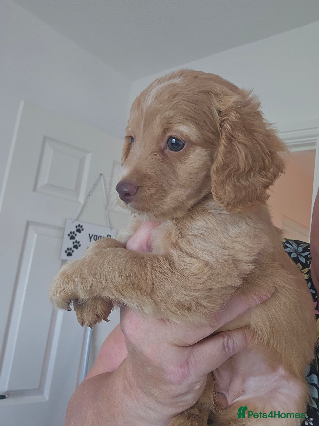 Cockapoo dogs for sale: Cockapoo puppoes - Image 4