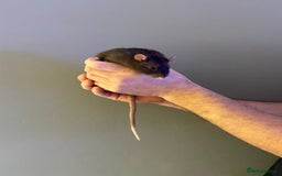 Rat rodents for sale: Four male Rats with complete set up - Image 4