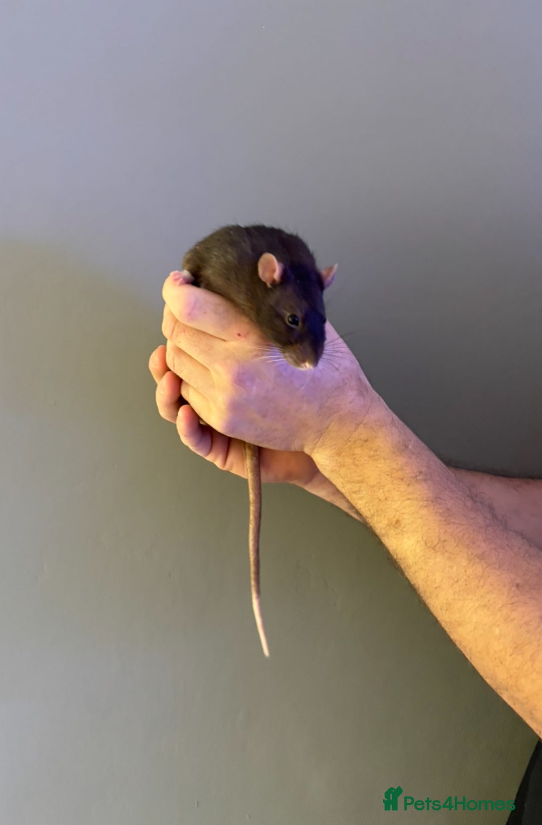 Rat rodents for sale: Four male Rats with complete set up - Image 4