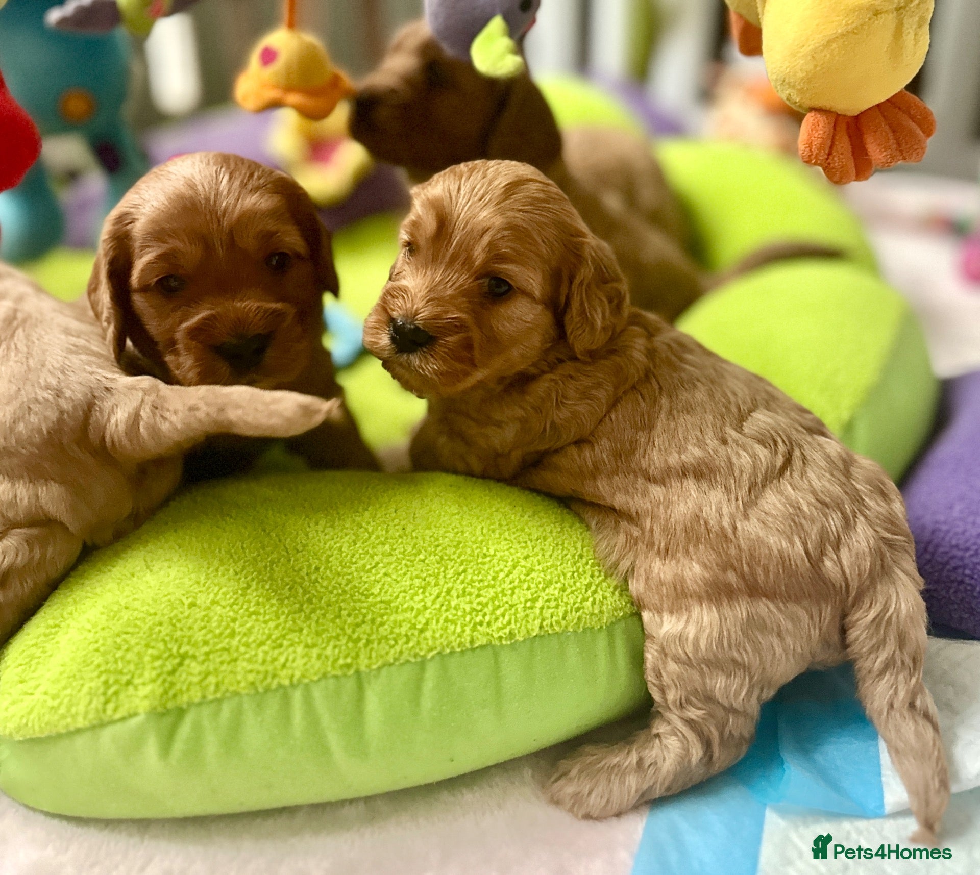 Cockapoo dogs for sale: Gorgeous F1 PRA clear Toy Cockapoo puppies - Advert 1