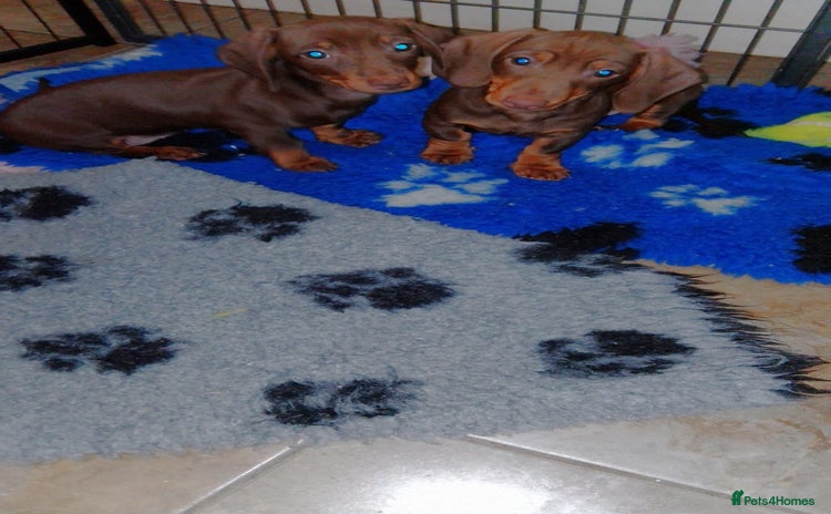 Miniature Dachshund dogs - Advert 1