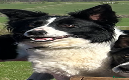 Border Collie dogs for sale: Collie pups  - Image 5