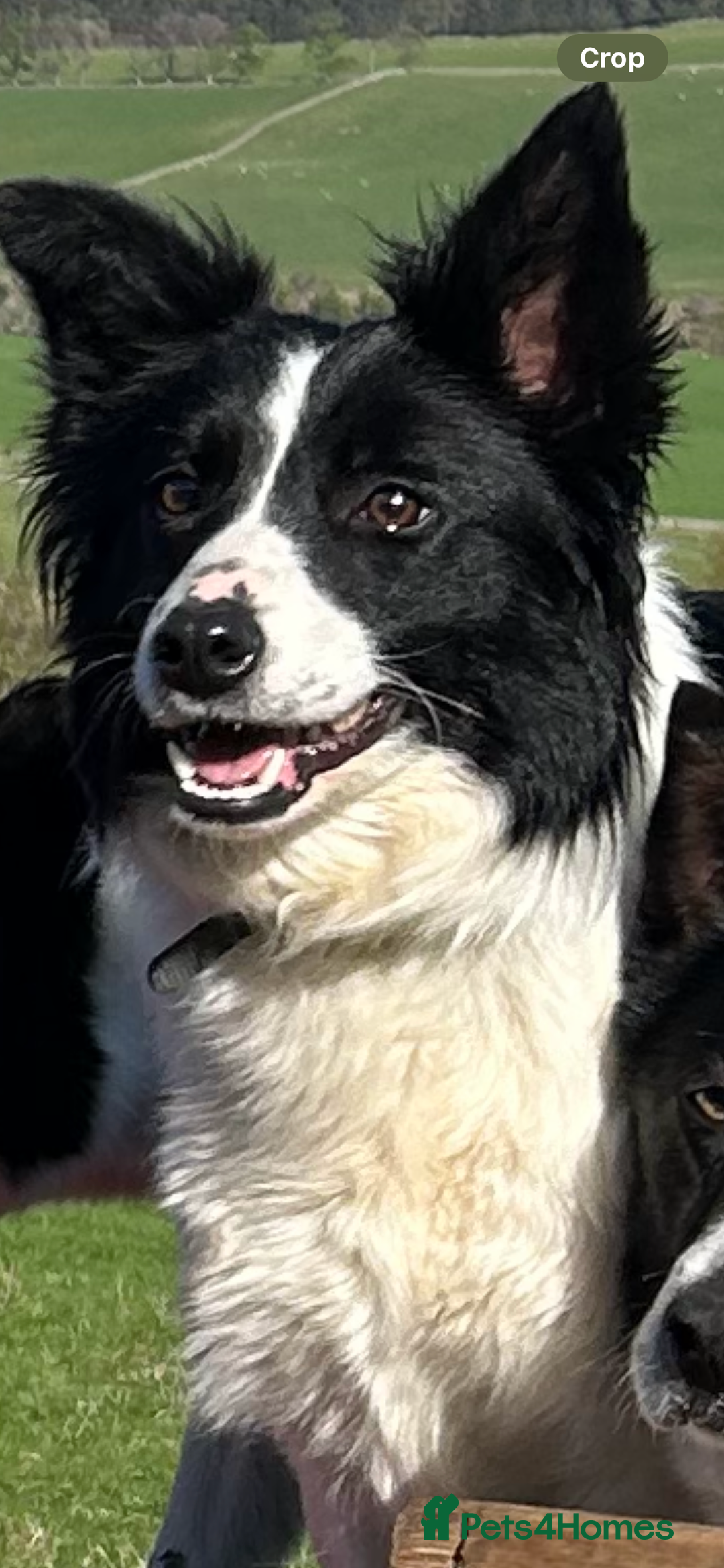 Border Collie dogs for sale: Collie pups  - Image 5