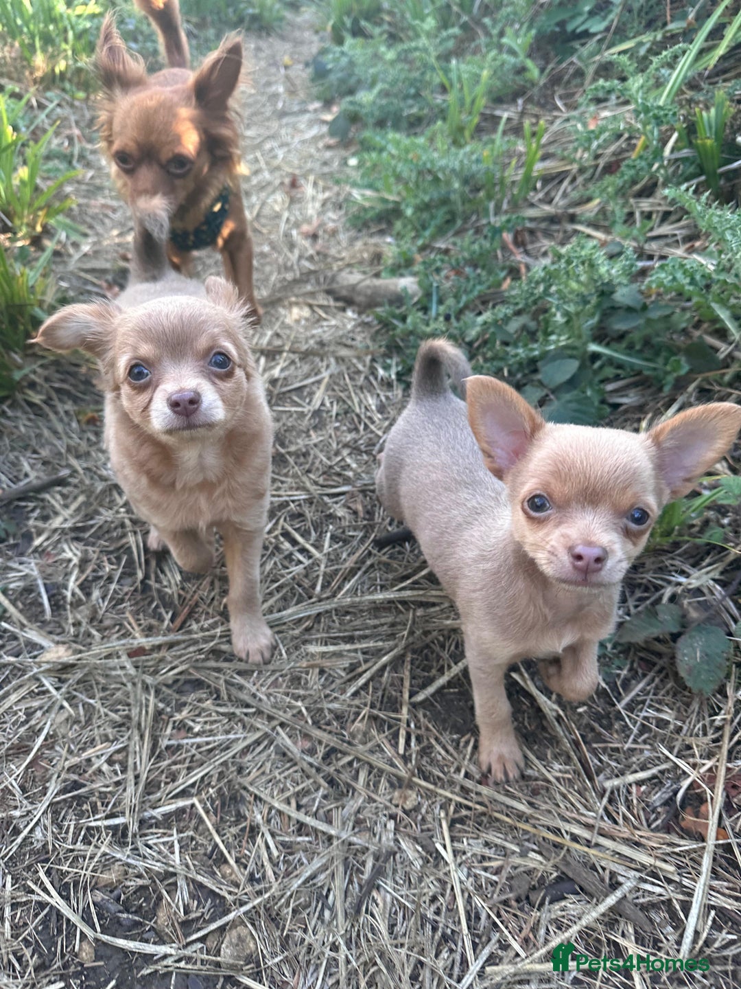 Chihuahua dogs for sale: Last Pup left! Ready for his new home!  - Image 12