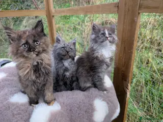 Maine Coon cats 3 Stunning Maine Coon Kittens - Advert 9