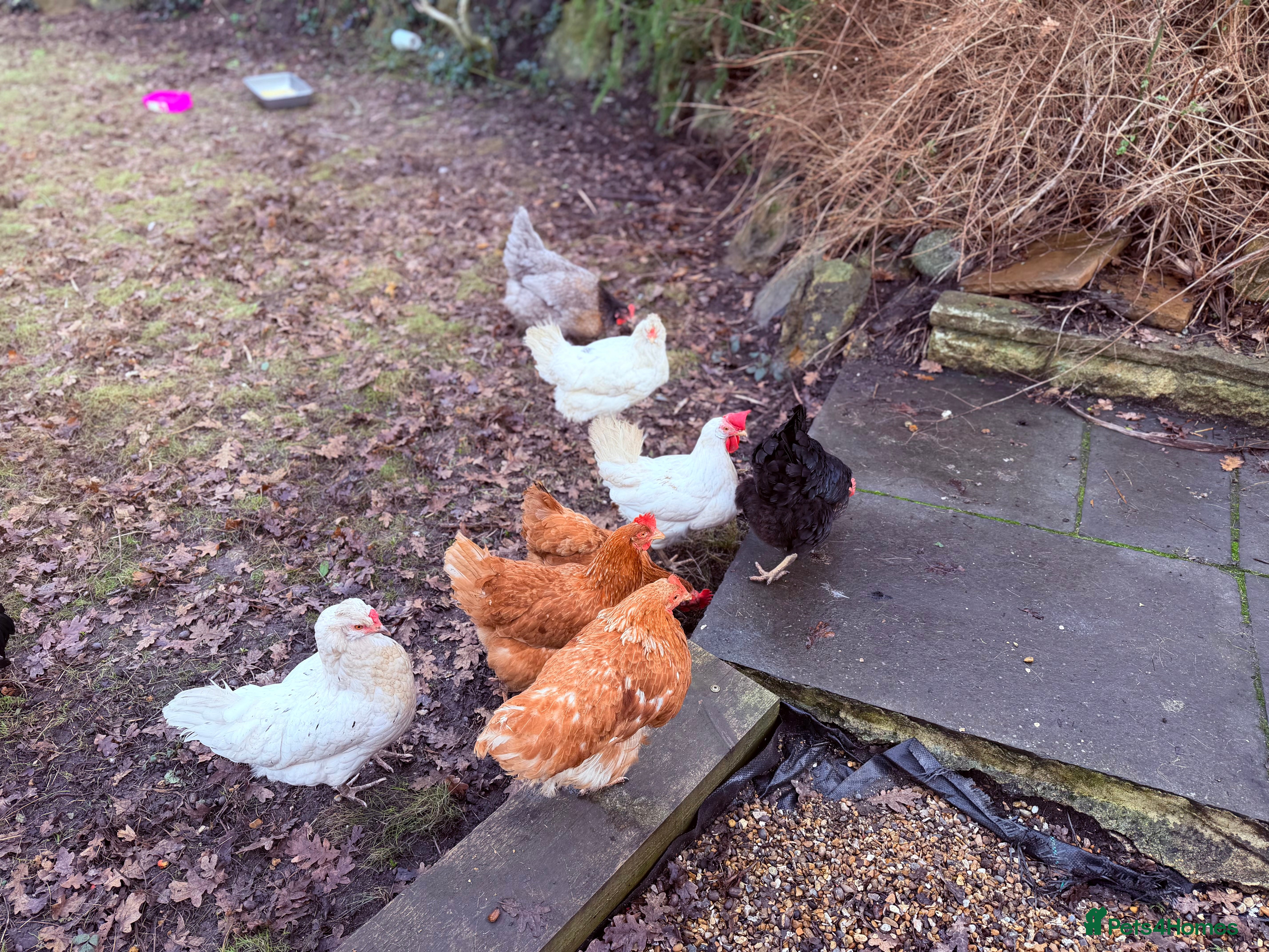 Chickens poultry Hens and chicken - Advert 2