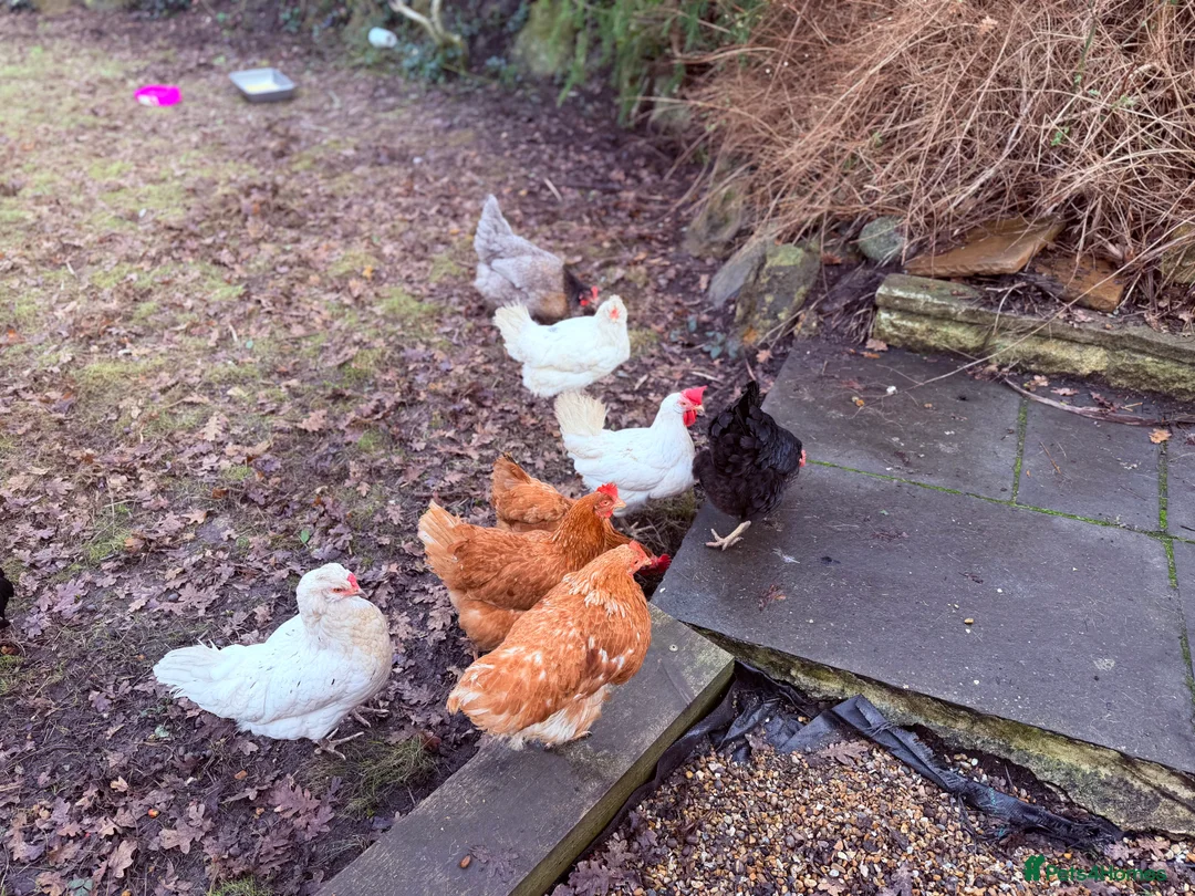 Chickens poultry for sale: Hens and chicken in Uxbridge - Advert 1