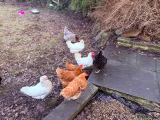 Chickens poultry Hens and chicken - Advert 1