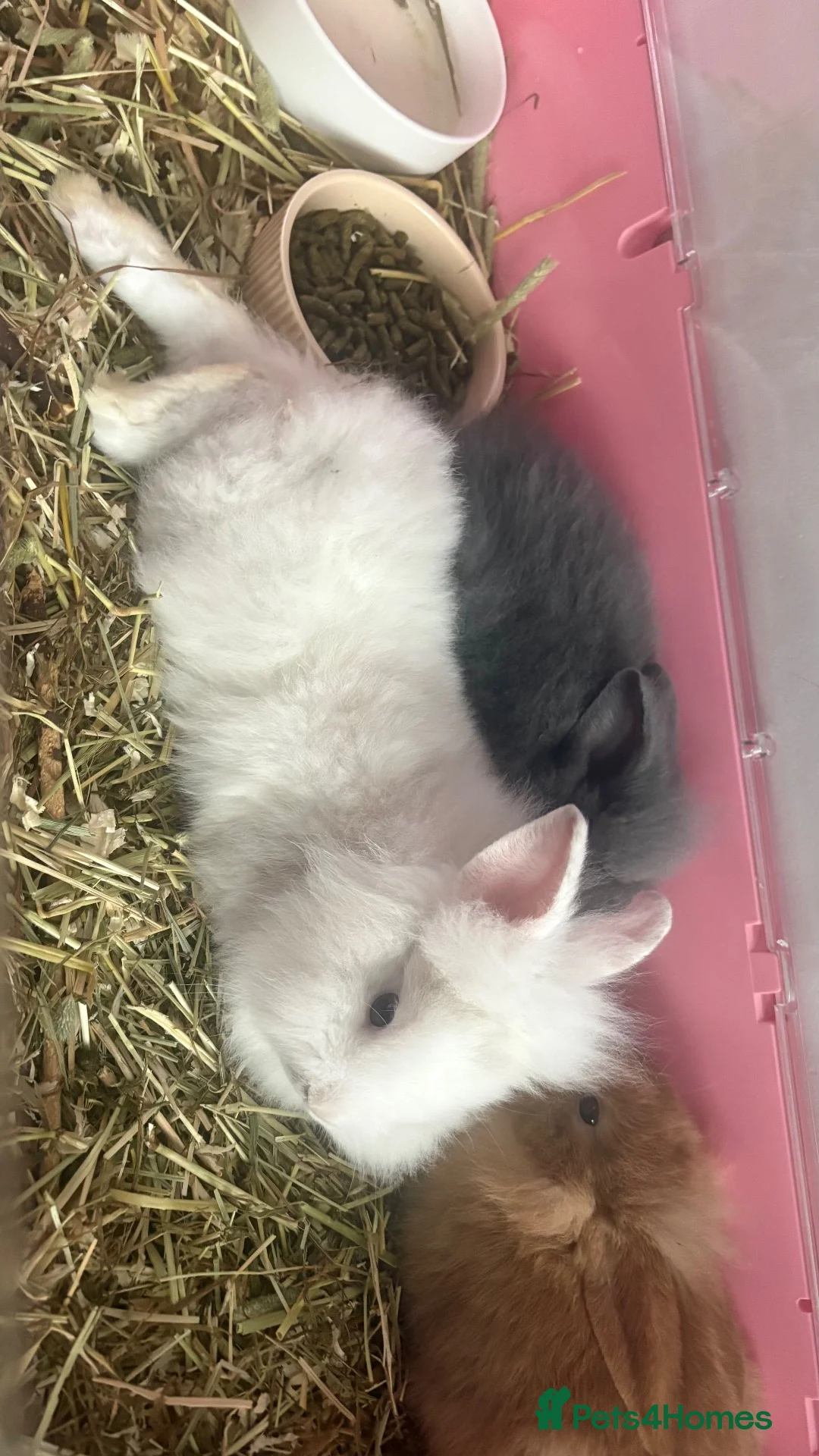 Mixed Breed rabbits for sale: Baby rabbits for sale - Advert 2
