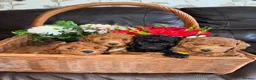 Toy Poodle dogs for sale: Gorgeous PureBred Toy Poodle Pups😍🐶 in Manchester - Advert 1