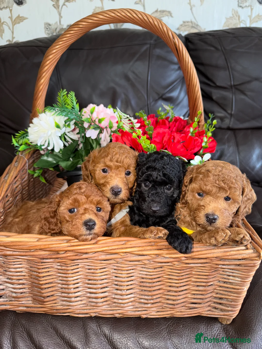 Toy Poodle dogs for sale: Gorgeous PureBred Toy Poodle Pups😍🐶 in Manchester - Advert 1