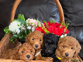 Toy Poodle dogs Gorgeous PureBred Toy Poodle Pups😍🐶 - Advert 3