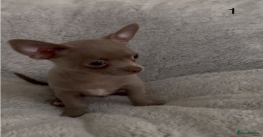 Chihuahua dogs - Advert 2