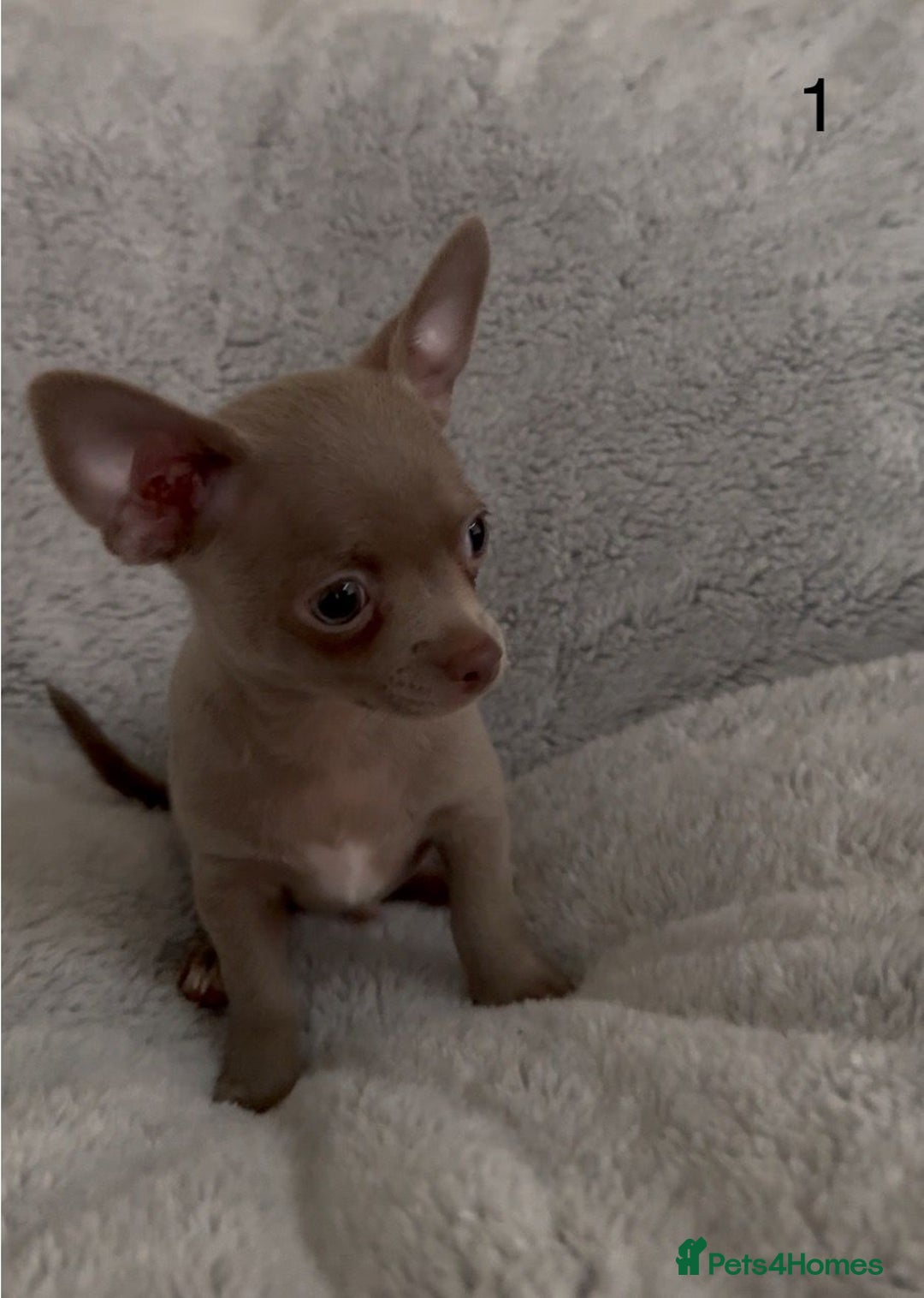 Chihuahua dogs for sale: Beautiful chihuahua pups - Image 3