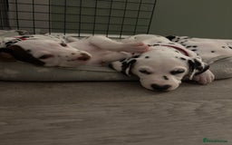 Dalmatian dogs for sale: Stunning mixed litter of Dalmatians  - Image 16