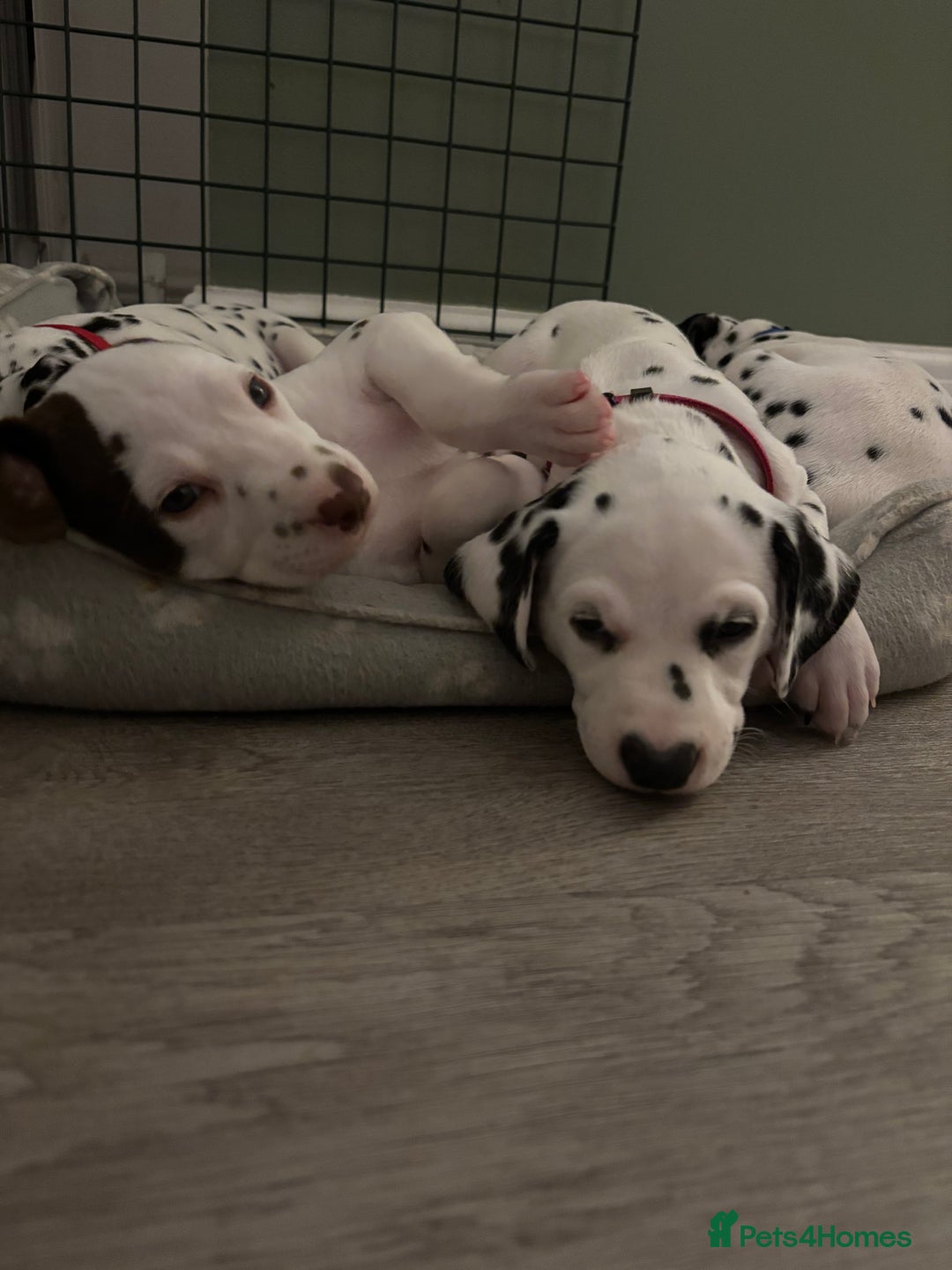 Dalmatian dogs for sale: Stunning mixed litter of Dalmatians  - Image 16