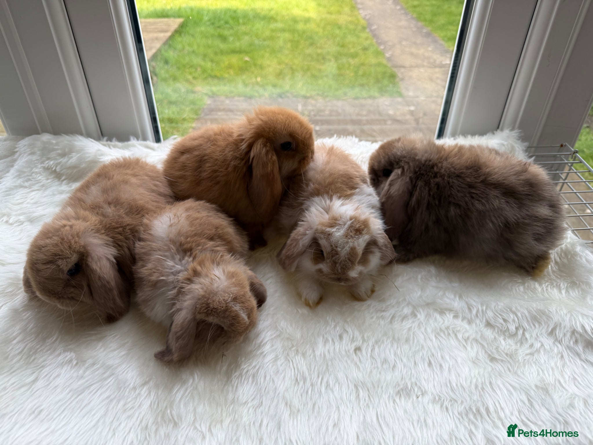 Mini Lop rabbits Adorable Friendly Mini Lop - Advert 1