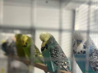 Budgerigars birds Selection of budgies available - Advert 2