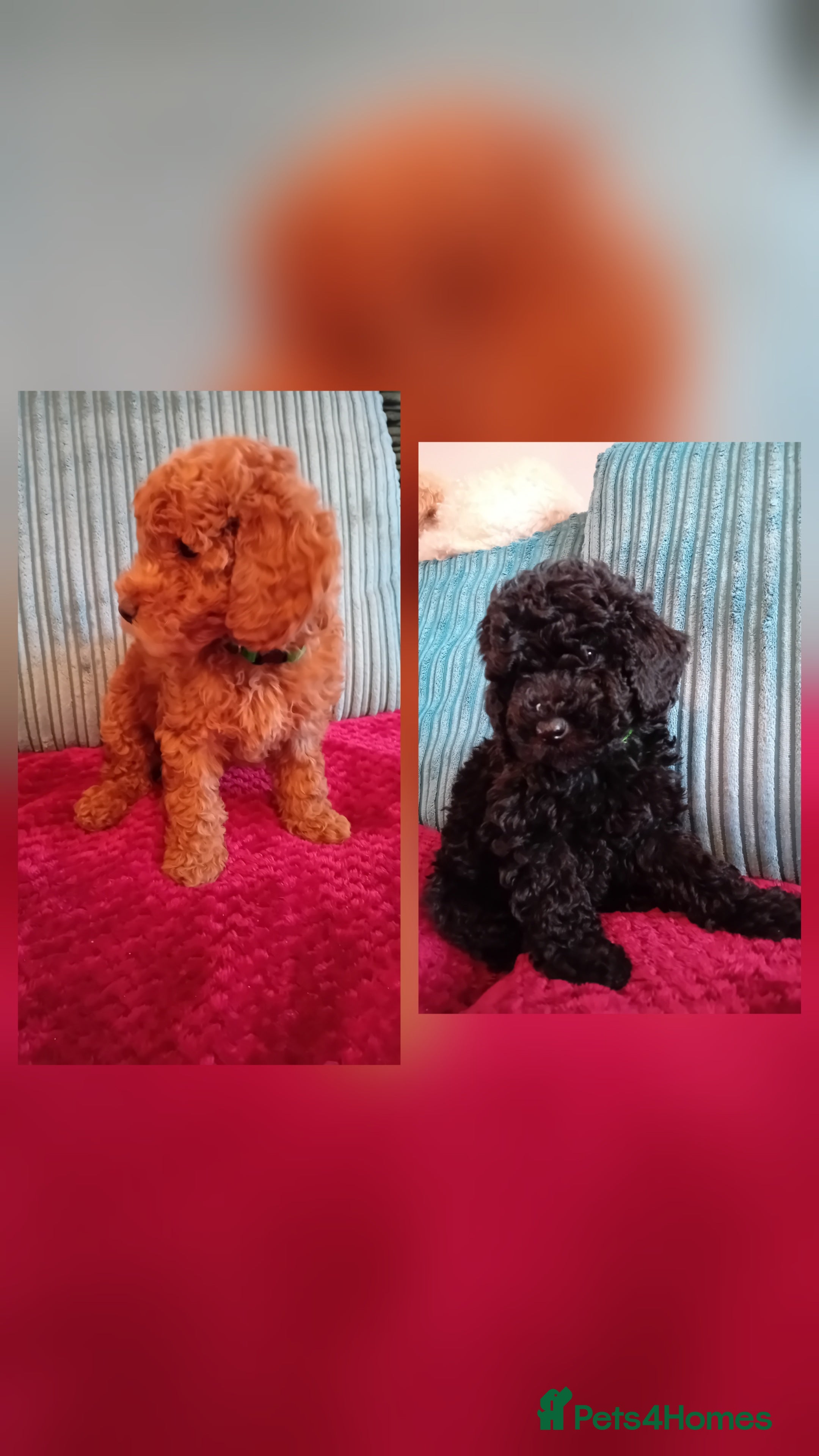 Miniature Poodle dogs Ready Now Health Tested Miniature Poodles 8 weeks  - Advert 17