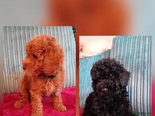 Miniature Poodle dogs Ready Now Health Tested Miniature Poodles 8 weeks - Advert 17