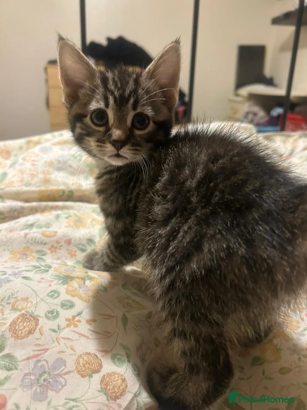 Mixed Breed cats for sale: Gorgeous kittens  - Advert 2