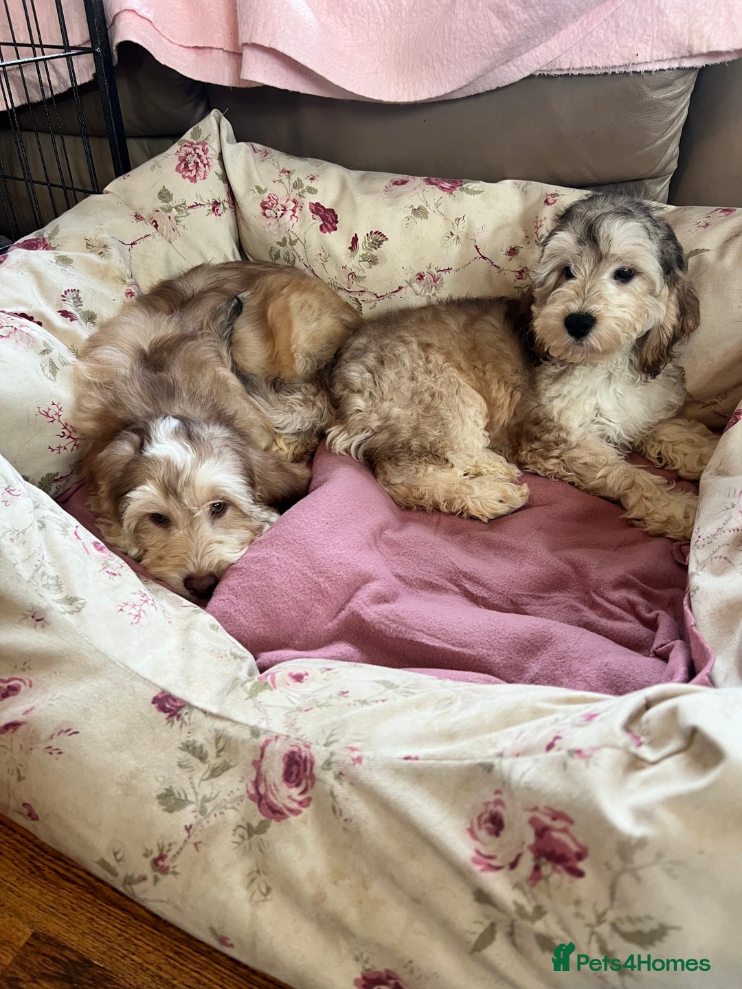Cockapoo dogs for sale: F1 cockapoo puppies  - Image 6