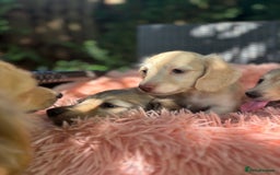 Miniature Dachshund dogs for sale: Miniature long haired cream dachshund. KC reg/PRA - Image 19