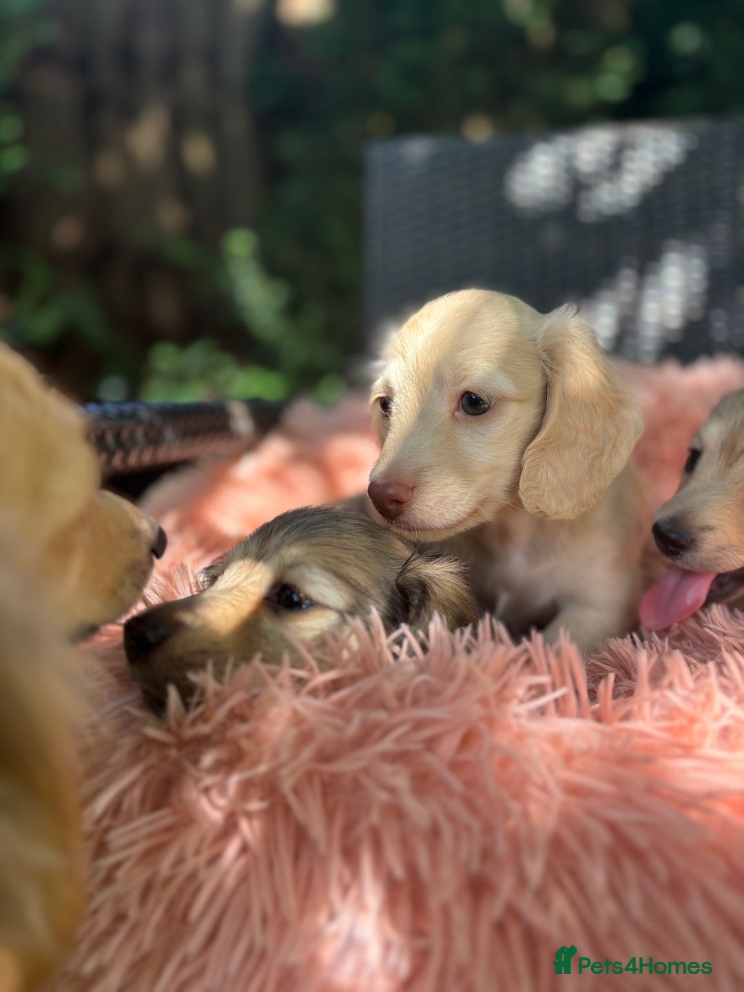 Miniature Dachshund dogs for sale: Miniature long haired cream dachshund. KC reg/PRA - Image 19