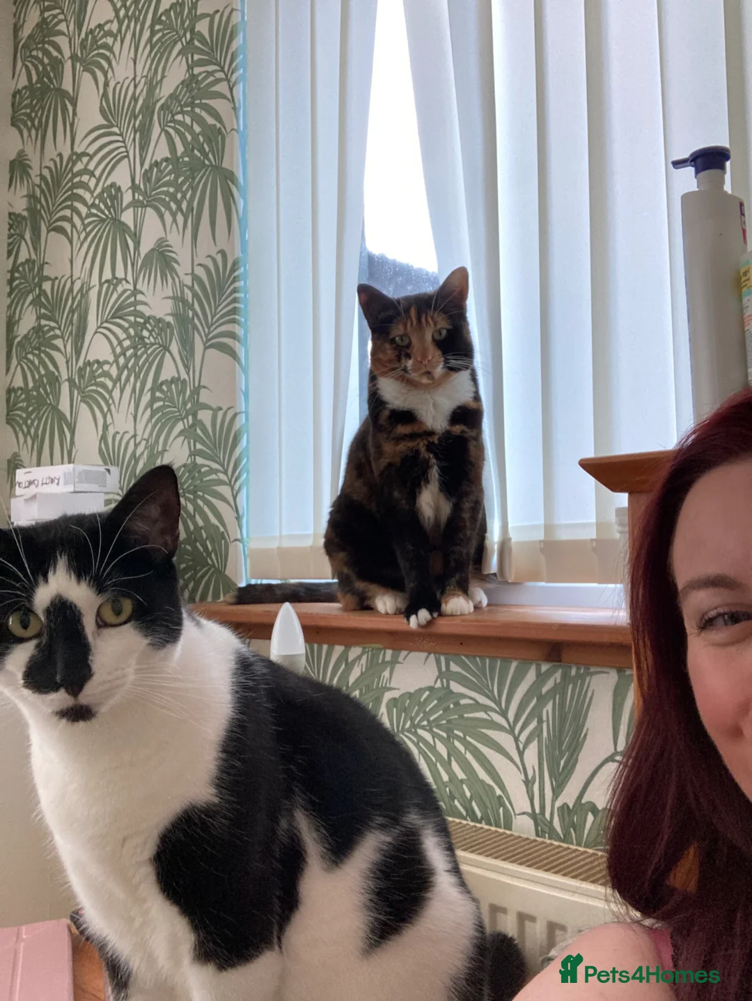 Mixed Breed cats for sale: 2 lovely cats for adoption - must go together  - Advert 1