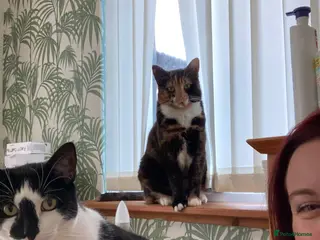 Mixed Breed cats 2 lovely cats for adoption - must go together - Advert 1